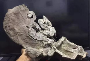 你有钱大家未必羡慕你,但是你有一个精品崖柏大家都惦记你