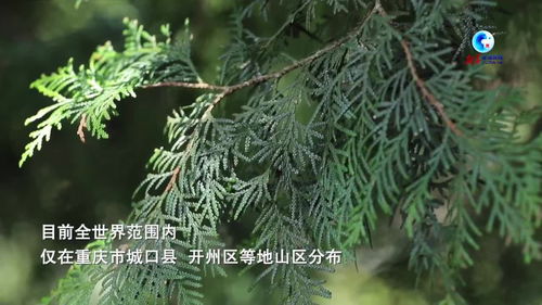 崖柏