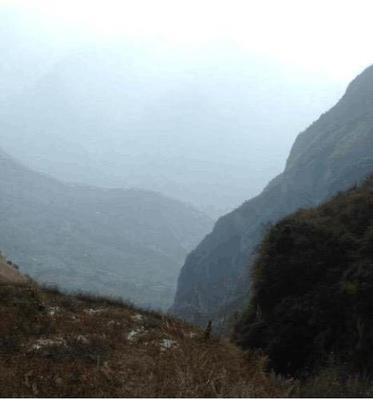 深山惊现300公斤崖柏，村民冒险采挖引发关注