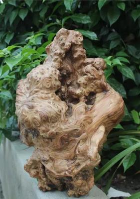 崖柏真的很“毒”吗？