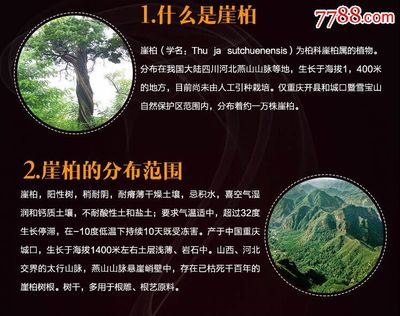 崖柏芳华 薄荷凉香佛手串的优雅韵味