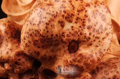 太行崖柏千年陈化瘤疤料摆件《万寿无疆》 自然与工艺的完美融合