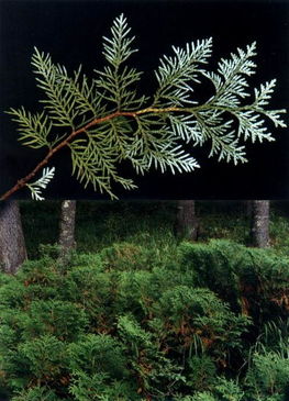 朝鲜崖柏仁 珍贵植物的生态价值与保护挑战