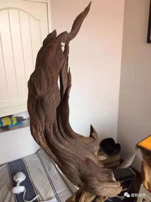 寻柏之路多坎坷 为何精品崖柏如此难求？