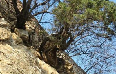 史上最坚强的植物,没有之一,悬崖上的崖柏!
