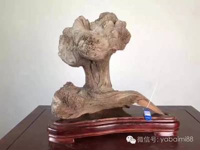 小小的一件崖柏，为何价值过万？